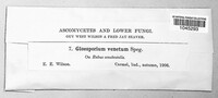 Gloeosporium venetum image